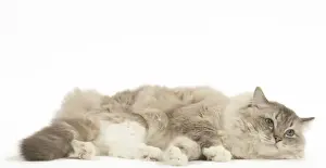 Ragdoll Prints: Picture No. 12479686
