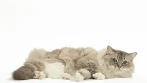 Ragdoll Prints: Picture No. 12479687