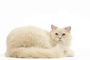 Ragdoll Prints: Picture No. 12479688