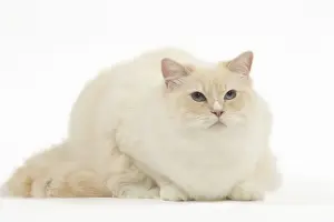Ragdoll Prints: Picture No. 12479689