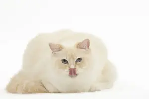 Licking Prints: Picture No. 12479690