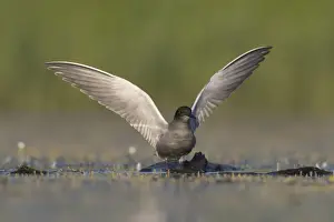 Terns Prints: Picture No. 12479819