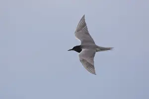 Seabird Prints: Picture No. 12479826