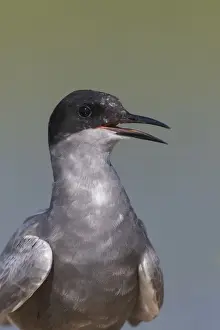 Seabird Prints: Picture No. 12479833