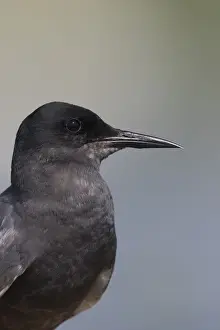 Seabird Prints: Picture No. 12479834