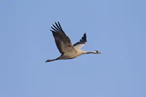 Cranes Prints: Picture No. 12479835