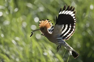 Vertebrata Collection: Picture No. 12479845