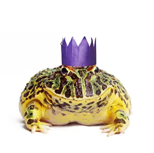Frogs Collection: Picture No. 12479939