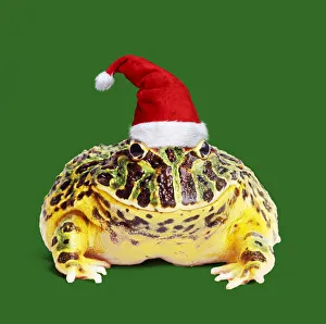 Frogs Collection: Picture No. 12479940
