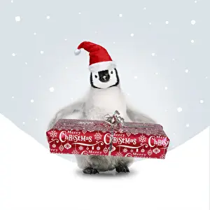 Santa Prints: Picture No. 12479947