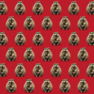 Weird Collection: Picture No. 12479992