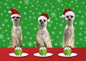 Meerkats Prints: Picture No. 12479995