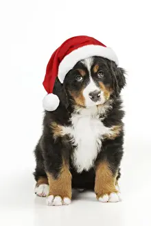 Bernese Prints: Picture No. 12480052