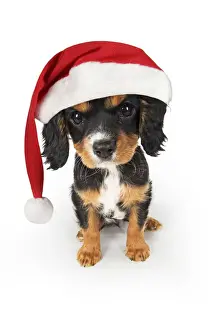 Cavalier Prints: Picture No. 12480063