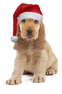 Santa Prints: Picture No. 12480069
