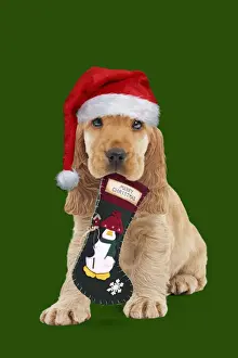 Santa Prints: Picture No. 12480070