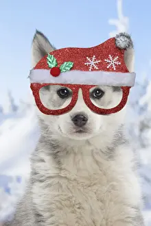 Snowy Prints: Picture No. 12480074
