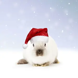 Santa Prints: Picture No. 12480076