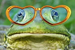 Frogs Collection: Picture No. 12480154