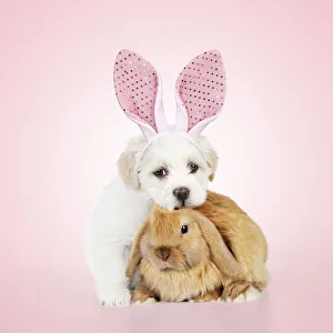 Easter Collection: Picture No. 12480178