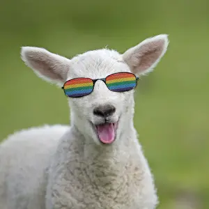 Lamb Prints: Picture No. 12480180