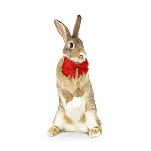 Bows Prints: Picture No. 12480184