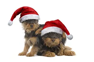 Santa Prints: Picture No. 12480194