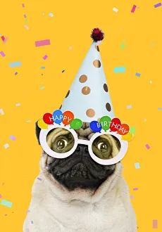 Celebrations Collection: Picture No. 12480209
