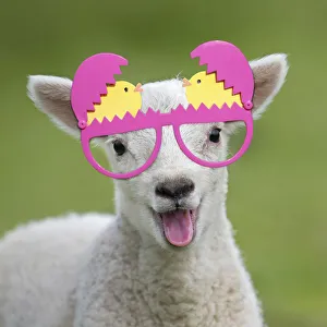 Easter Collection: Picture No. 12480217