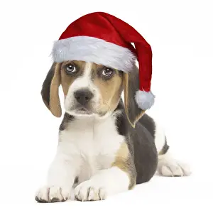 Santa Prints: Picture No. 12480234
