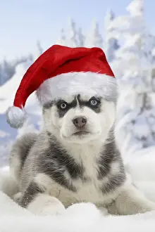 Santa Prints: Picture No. 12480235