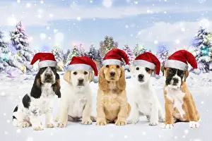 Santa Prints: Picture No. 12480237