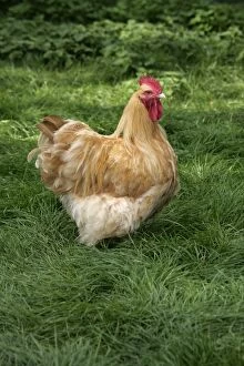 Chickens Collection: Picture No. 90018147