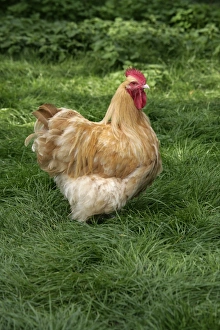 Chickens Collection: Picture No. 90018147