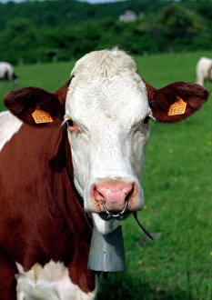 Pie Rouge cow - close-up of head with tagged ears, ringed nose and bell
