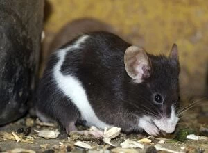 Piebald mouse