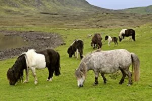 Images Dated 4th June 2007: Piebald Shetland Pony - adults and foals grazing on pasture Central Mainland, Shetland Isles