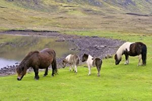 Images Dated 4th June 2007: Piebald Shetland Pony - two adults and two foals grazing next to a pond - Central Mainland