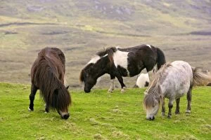 Images Dated 4th June 2007: Piebald Shetland Pony - adults grazing on pasture Central Mainland, Shetland Isles, Scotland, UK