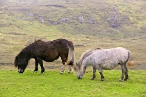 Images Dated 4th June 2007: Piebald Shetland Pony - two adults grazing on pasture Central Mainland, Shetland Isles, Scotland, UK
