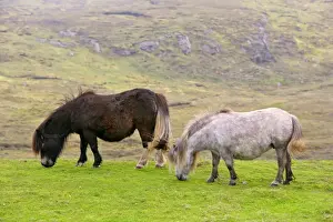 Piebald Shetland Pony - two adults grazing on pasture Central Mainland, Shetland Isles, Scotland, UK