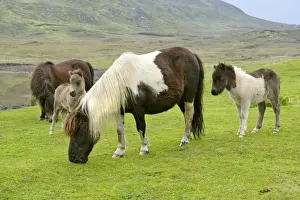 Mainland Prints: Piebald Shetland Pony - herd with mares and foals on pasture Central Mainland