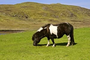 Piebald Shetland Pony - mare grazing on pasture