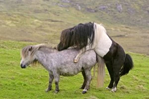 Piebald Shetland Pony - stud and mare mating