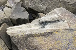South Island Prints: Piece of fossilised tree trunk in exposed rocks on beach of Curio Bay site of fossil forest in the Catlins coast