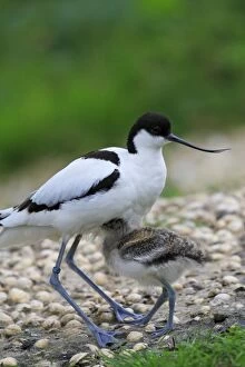 Images Dated 20th June 2009: PIED AVOCET
