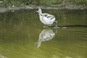 Pied Avocet - chick feeding in creek