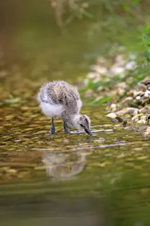 Pied Avocet - chick. Pensthorpe - Norfolk - UK