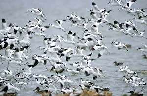 Pied AVOCET - flock flying over lake in winter
