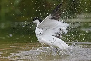 Taking Off Prints: Pied Avocet - in water taking off. Pensthorpe - Norfolk - UK